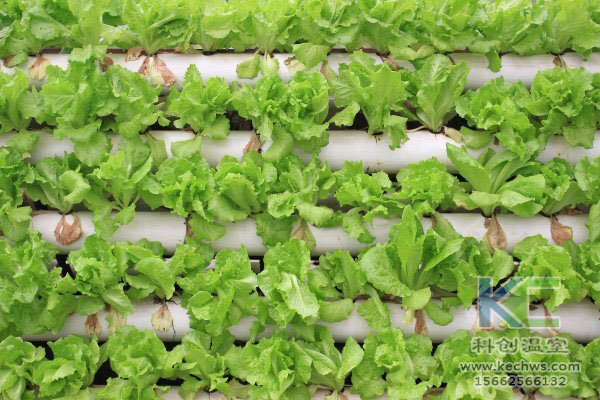 無(wú)土栽培，無(wú)土栽培技術(shù)，無(wú)土栽培設(shè)備