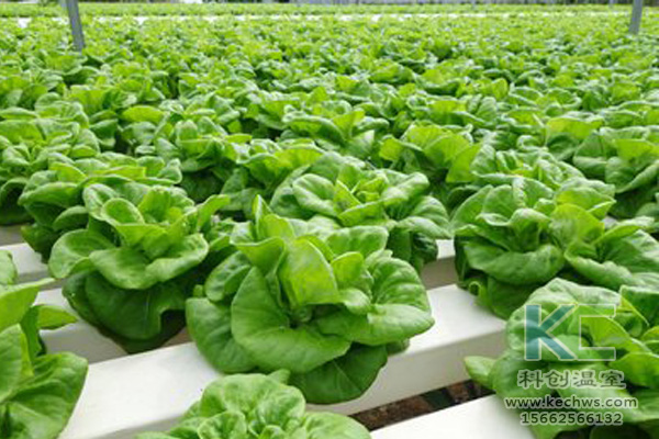 無(wú)土栽培,無(wú)土栽培技術(shù),無(wú)土栽培設(shè)備