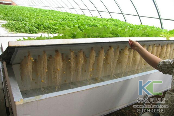 無土栽培,設備,無土栽培設備,設施