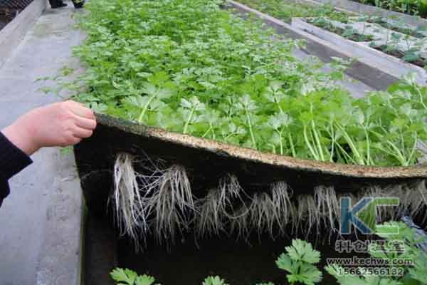 無土栽培技術,無土栽培設備,無土栽培,溫室大棚