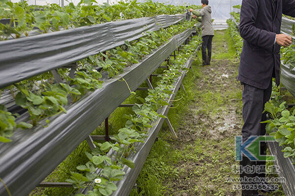 無(wú)土栽培技術(shù)，無(wú)土栽培設(shè)備，無(wú)土栽培，溫室大棚
