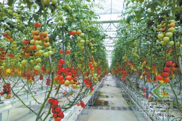 無土栽培技術(shù),無土栽培,溫室大棚,蔬菜大棚