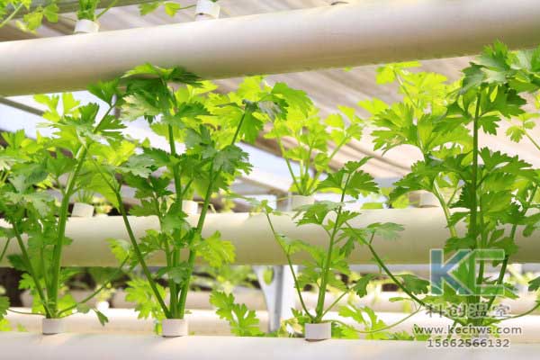 無土栽培，無土栽培技術，無土栽培設備
