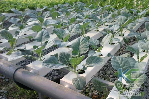 無土栽培技術(shù)，無土栽培設(shè)備，魚菜共生，溫室大棚