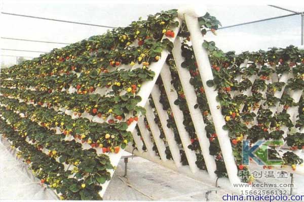 無土栽培，無土栽培技術(shù)，無土栽培設(shè)備，蔬菜栽培