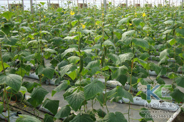 無(wú)土栽培，無(wú)土栽培技術(shù)，無(wú)土栽培設(shè)備