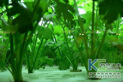 無土栽培，無土栽培技術，無土栽培設備