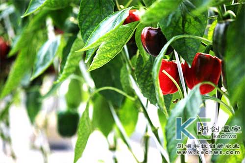 無土栽培,無土栽培技術,甜椒