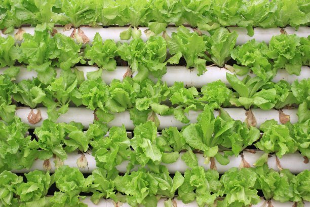 無土栽培，無土栽培技術(shù)，無土栽培設(shè)備