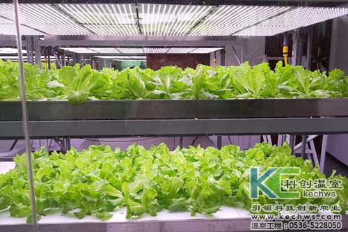 無(wú)土栽培，無(wú)土栽培技術(shù)，無(wú)土栽培設(shè)備