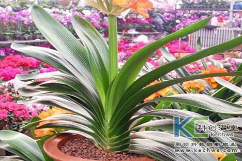 無土栽培，無土栽培技術(shù)，無土栽培設(shè)備