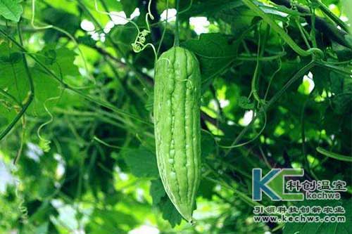 無土栽培，無土栽培技術(shù)，無土栽培設(shè)備