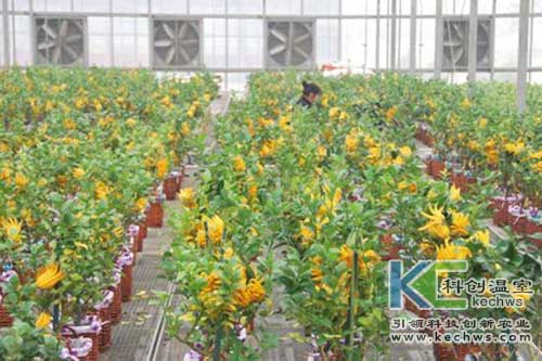 無土栽培，無土栽培技術，無土栽培設備