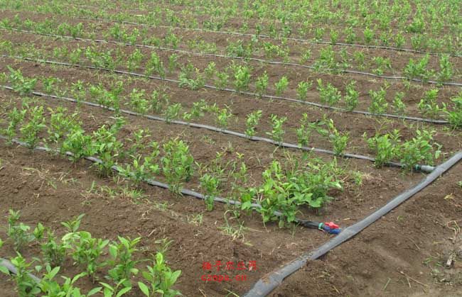 無土栽培,無土栽培技術,無土栽培設備