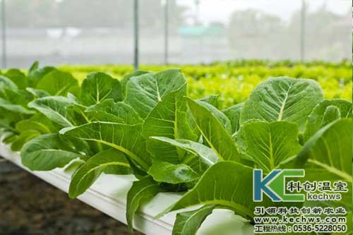 無土栽培,無土栽培技術,無土栽培設備