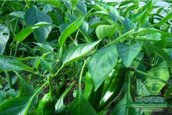 無土栽培,無土栽培技術,無土栽培設備