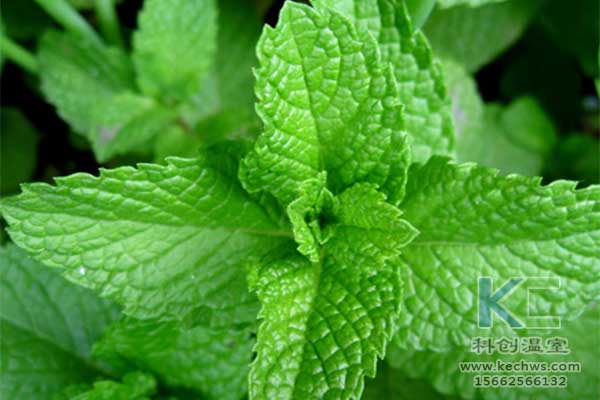 無土栽培，無土栽培技術，無土栽培設備