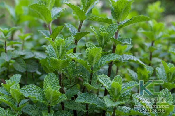 無土栽培，無土栽培技術，無土栽培設備