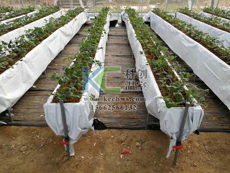 無土栽培，無土栽培技術，無土栽培設備