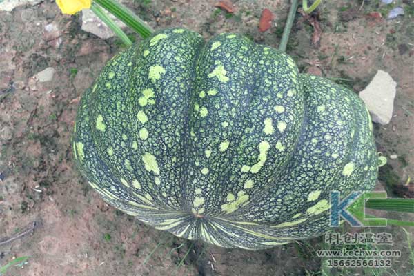 無(wú)土栽培，無(wú)土栽培技術(shù)，無(wú)土栽培設(shè)備