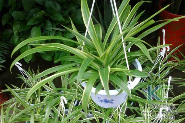 無土栽培，無土栽培技術，無土栽培設備