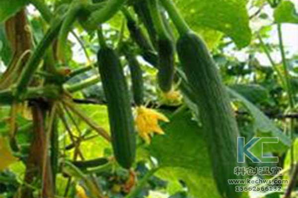 無土栽培，無土栽培技術，無土栽培設備