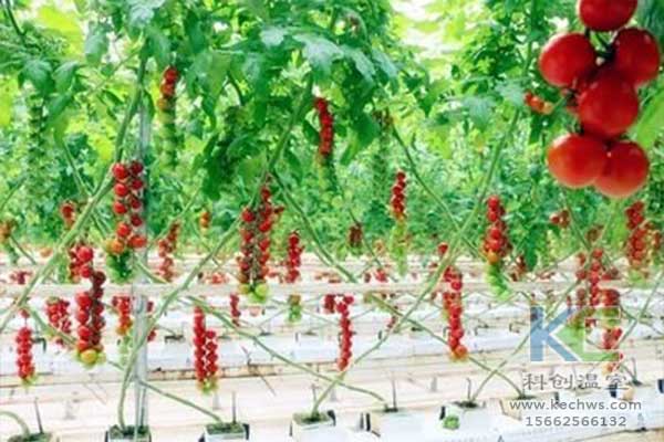 無(wú)土栽培，無(wú)土栽培技術(shù)，無(wú)土栽培設(shè)備