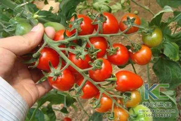 無(wú)土栽培，無(wú)土栽培技術(shù)，無(wú)土栽培設(shè)備