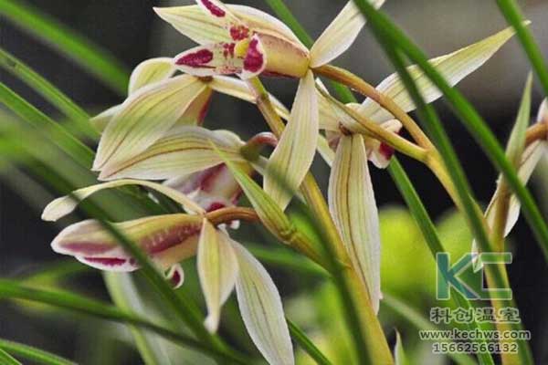 無土栽培，無土栽培技術，無土栽培設備