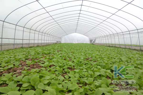 無土栽培,無土栽培技術,無土栽培設備