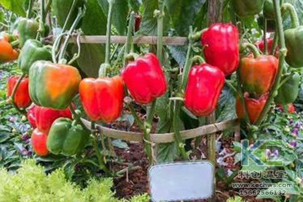 無土栽培,無土栽培技術(shù),無土栽培設(shè)備