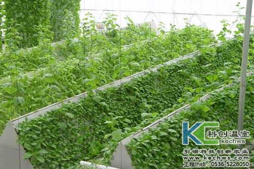 無(wú)土栽培，無(wú)土栽培技術(shù)，無(wú)土栽培設(shè)備
