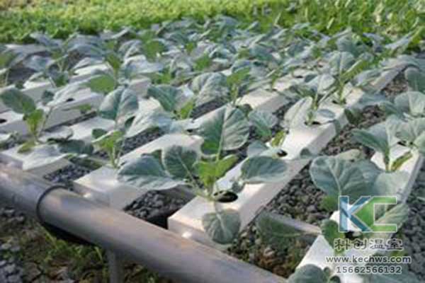 無土栽培，無土栽培技術，無土栽培設備