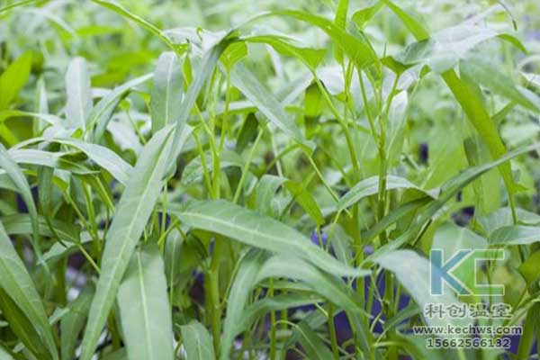 無土栽培，無土栽培技術，無土栽培設備
