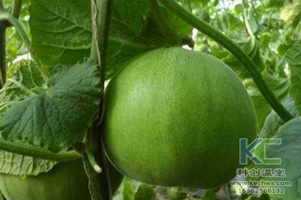 無土栽培，無土栽培技術