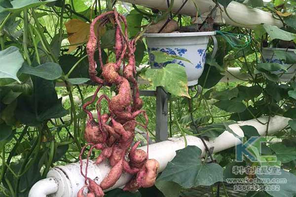 無土栽培，無土栽培技術(shù)