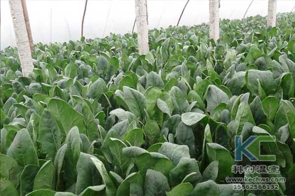 無土栽培，無土栽培技術，無土栽培設備