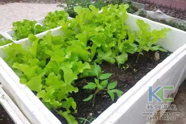 無土栽培，無土栽培技術(shù)