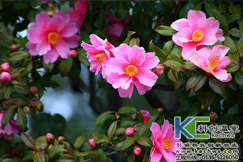 無(wú)土栽培，無(wú)土栽培技術(shù)，無(wú)土栽培設(shè)備