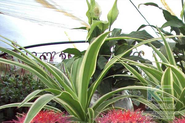 無土栽培，無土栽培技術，無土栽培設備