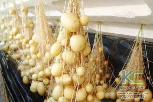 無土栽培，無土栽培技術，無土栽培設備