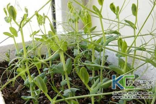 無土栽培，無土栽培技術，無土栽培設備