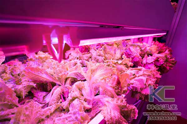 無土栽培，無土栽培技術，無土栽培設備