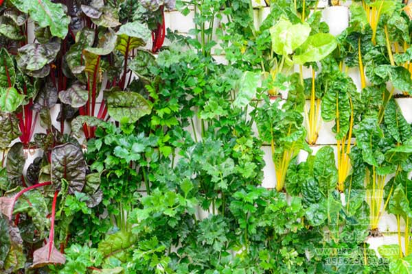 無土栽培，無土栽培技術，無土栽培設備