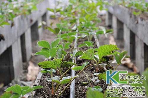 無土栽培，無土栽培技術，無土栽培設備