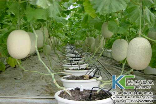 無土栽培，無土栽培技術，無土栽培設備