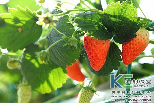 無土栽培，無土栽培技術，無土栽培設備