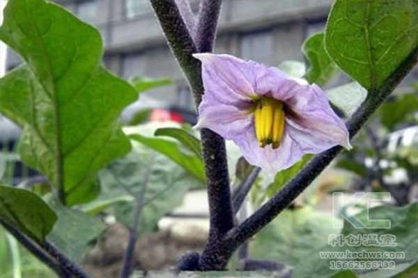 無土栽培，無土栽培技術，無土栽培設備
