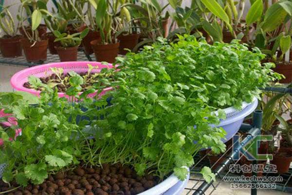 無土栽培，無土栽培技術(shù)，無土栽培設(shè)備