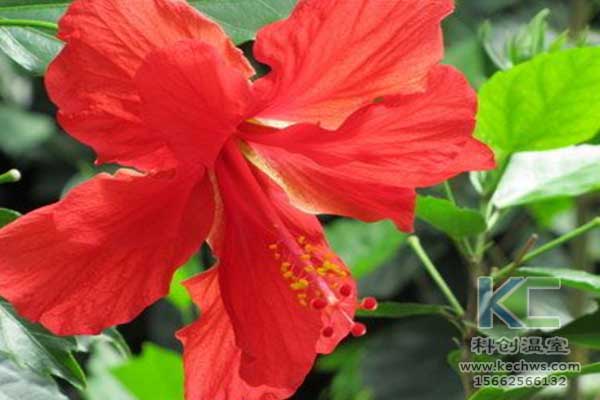 無土栽培，無土栽培技術(shù)，無土栽培設(shè)備